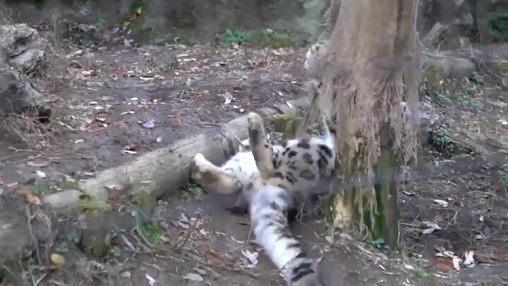 【Macan Tutul Salju】Kumpulan Video Lucu dan Kocak tentang Macan Tutul Salju