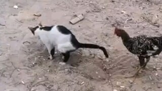 偷吃被发现的屑坤哥