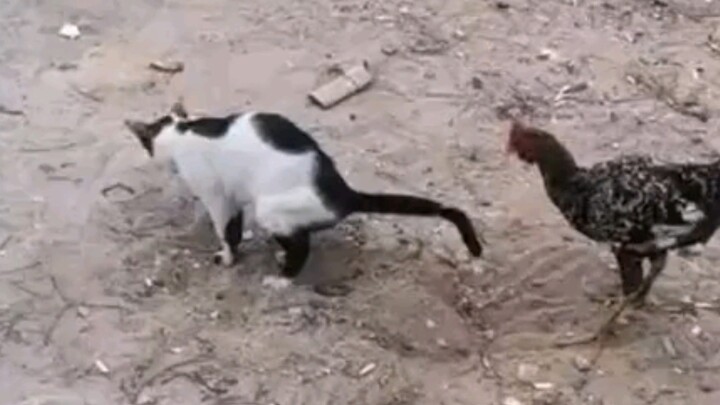 พี่เสี่ยวคุนที่ถูกจับได้ว่าขโมยของกิน