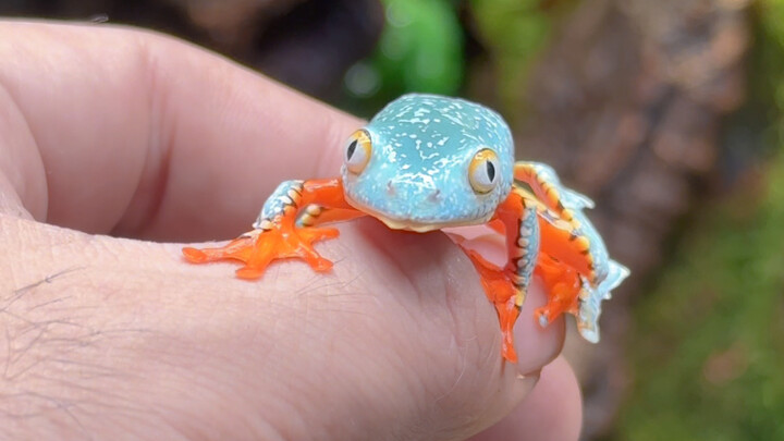 To welcome the Tree Frog King—Earth Simulator upgraded to version 2.0