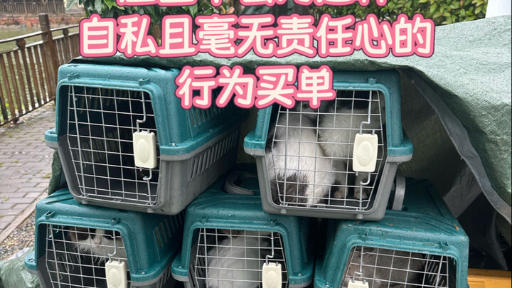 Car owner with license plate Su J, please take your 14 furry babies back home from the estate.