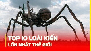 Top 10 Loài Kiến Lớn Nhất Thế Giới Vượt Sức Tưởng Tượng Của Con Người