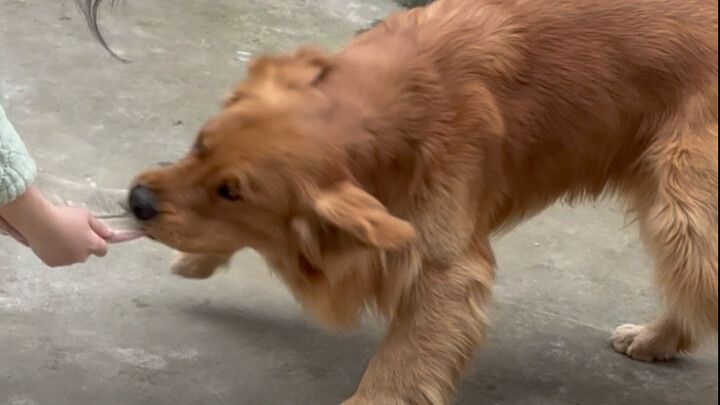 Saya bukan manusia sungguhan dan itu bukan anjing sungguhan!