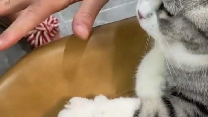 Nanjing, Jiangsu: A woman teaches her kitten the “paw-flower” trick—and the little cat hilariously c