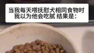Comfort Dog: Kamu berbohong tentang tidak pernah bosan makan
