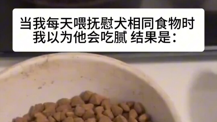 抚慰犬：吃不腻是你的谎言