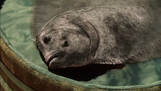 渔夫打捞上来一条奇怪的鱼