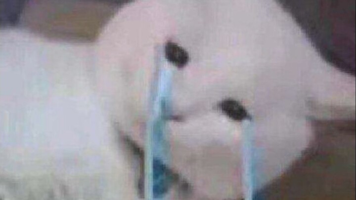 Mom and Dad are constantly smiling their way through the whole village, apologizing to everyone.