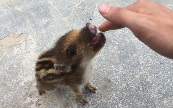 Saya menangkap seekor babi hutan kecil 5 tahun yang lalu.