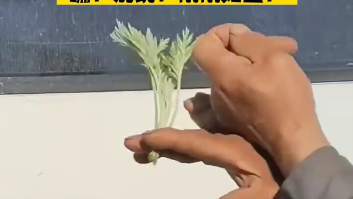Shadow puppet rabbit eating grass—so amazing.