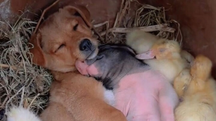 Pig and dog friends who call duck together!