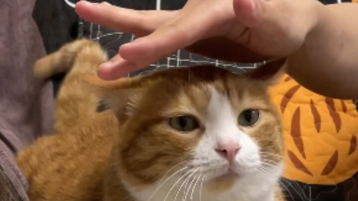 Berpura-pura Memeluk Kucing