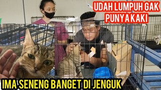 Mengharukan Saat Kucing Lumpuh Di jenguk Di Klinik Hewan ..!