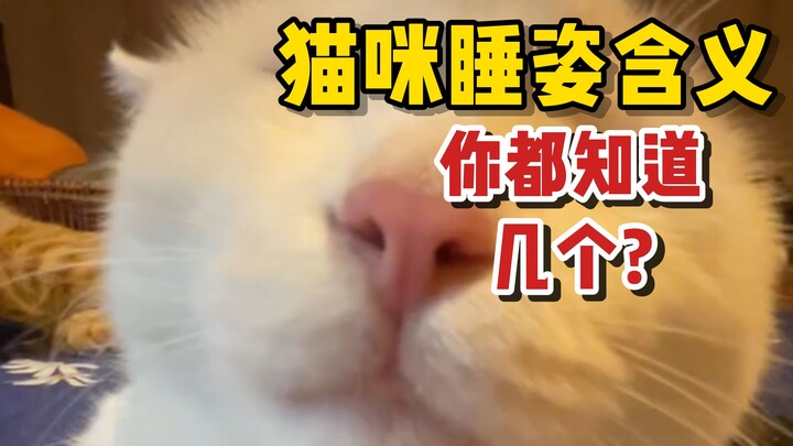 Lihat hubunganmu dengan kucing dari posisi tidurnya—kucing di rumahmu biasanya tidur seperti apa?