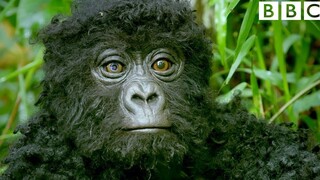 [BBC] What happens when a "robot gorilla" infiltrates a gorilla group?