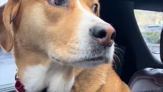 Semua wajah anak anjing itu berubah ketika mereka menyadari bahwa mereka akan pergi ke rumah sakit a