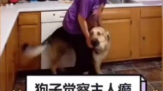 Anjing tersebut merasakan bahwa pemiliknya akan mengalami serangan epilepsi, dan berbaring di tanah 