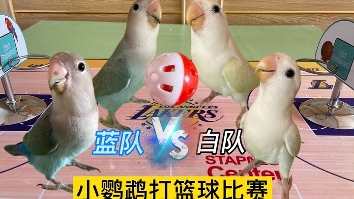 A little parrot plays a basketball game—Team Blue vs. Team White—the action is absolutely thrilling!