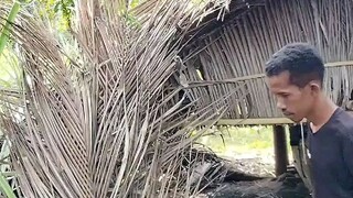 Isengin cewek gemoy lagi kasih makan ayam 😂😂