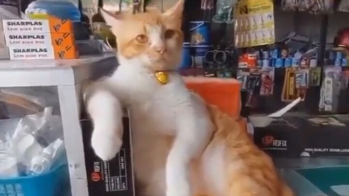 Cat: Just help yourself to whatever you want; use the can for payment.