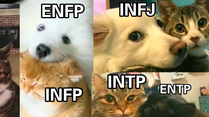 [MBTI] Animal Forms