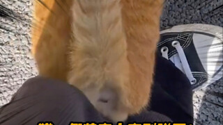 هذه القطة ذات اللون الأصفر القذر لديها الكثير من الحيل في جعبتها.