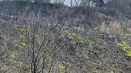 Kisah Lucu di Jalan Tol: Menangkap Ayam