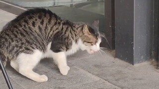 Anak kucing kecil yang meminta makanan di depan pintu restoran akhirnya menunggu tuhannya yang berha