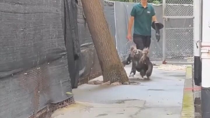动物的搞笑瞬间Animals Funny Moments 😂😂