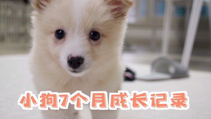 Catatan pertumbuhan anak anjing setelah diadopsi selama 7 bulan | Sama-sama terobati hatinya