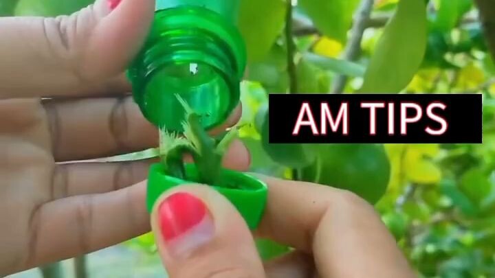 Lemon tree grafting #bilibili #shorts #lemontree #gardening #farmingtips
