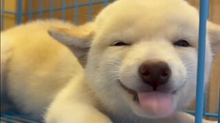 Wang: Repair dogs know how to act cute, and their owners' souls will drift away~