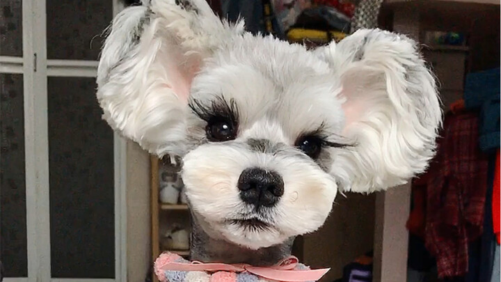 Love pets and refuse to trim Mickey ears artificially