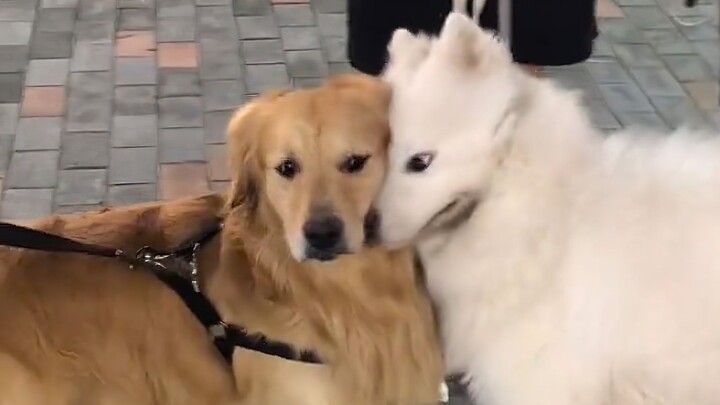 บอกมาเลย ฉันกับเธอดีที่สุดในโลก!