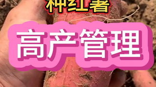 إدارة عالية الإنتاج لزراعة البطاطا الحلوة