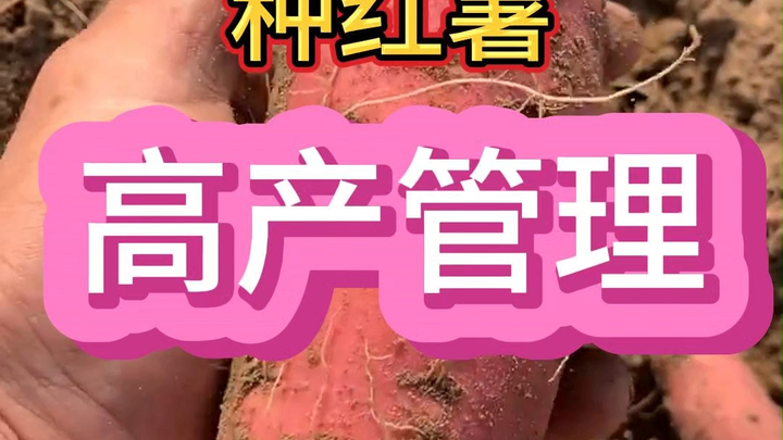 Quản lý trồng khoai lang năng suất cao