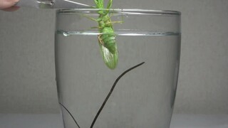 [Animals]Pulling out wireworms from mantises