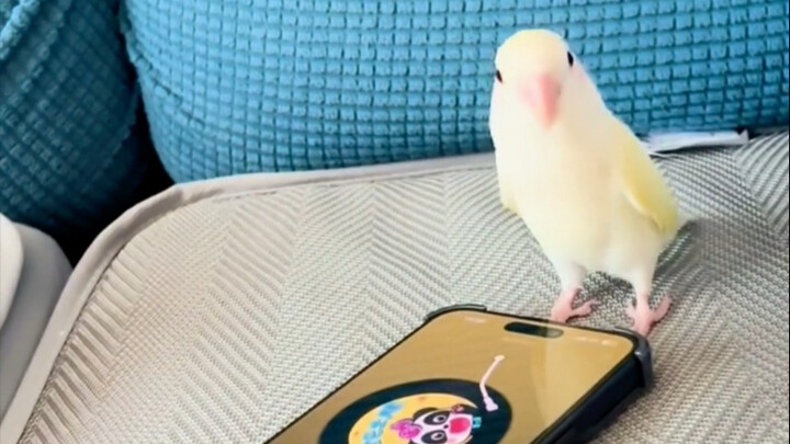 Phản ứng khi bất ngờ chuyển đến bài hát mình thích dễ thương quá đi!!