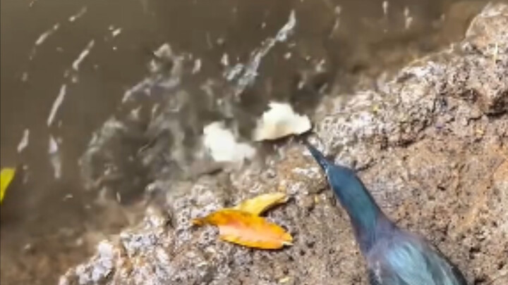 In 2024, the green heron is still using breadcrumbs from 1997 to fish.