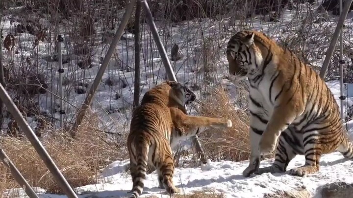 【Perbedaan ukuran tubuh harimau Siberia yang mencolok】Harimau jantan: “Ayo peluk” Harimau betina: “M