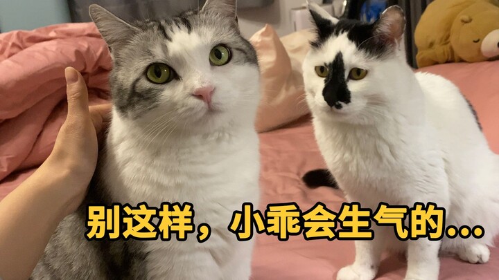 “好可怕，你养的另一只猫不会揍我吧~~”