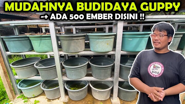 SANGAT MUDAH!! BUDIDAYA IKAN GUPPY DI EMBER BISA JADI INSPIRASI BISNIS!! ADA -+500 EMBER DISINI...