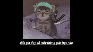 Rap chậm thôi x vó ngựa trên đồi cỏ non