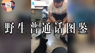 [Wild Human Illustrated Guide] How addictive is authentic Putonghua in the wild?