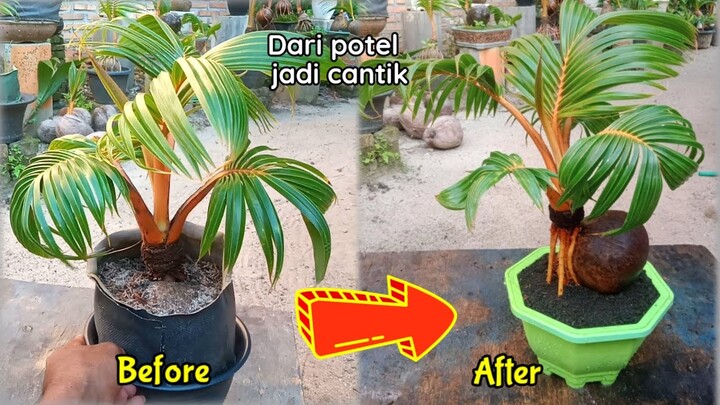 CARA MUDAH MEMPERINDAH BONSAI KELAPA | the easy way to beautify your coconut bonsai