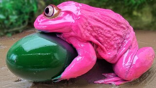 Katak Merah Muda Raksasa Yang Memburu Lele Dan Ikan Koi Dimasak Lumpur Asli Stop Motion ASMR fish!