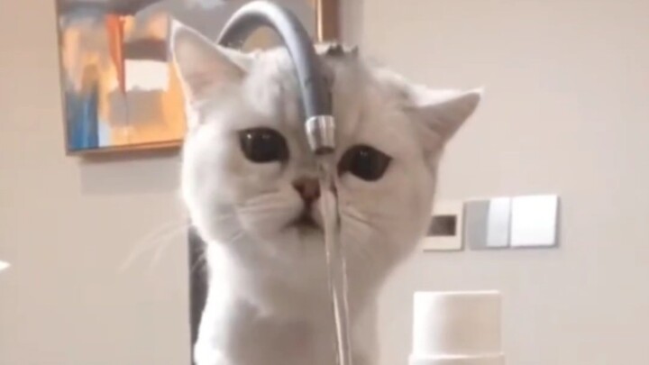 Little kitty drinks water—anyone willing can take a sip!