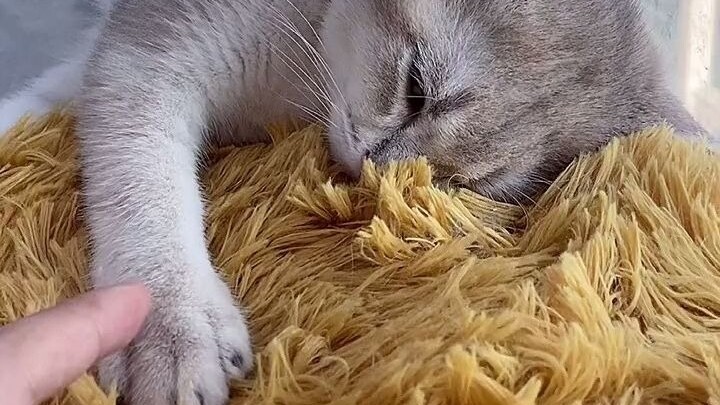 Tội quá! Tưởng bạn đã đi rồi, suýt nữa thì mời cả làng ăn cơm mất thôi!