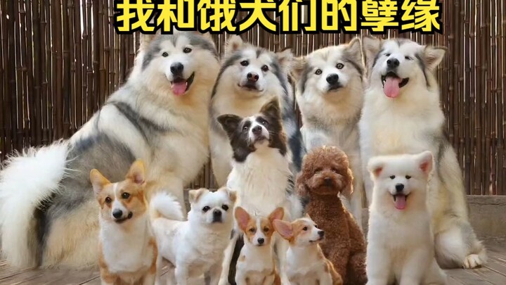 اليوم سأحكي لكم عن علاقة القدر المشؤومة بيني وبين الكلاب الجائعة… #إصدار الحيوانات الأليفة الرقيقة: 