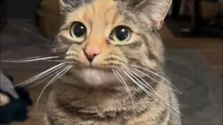 How can there be such a delicate, talkative little kitten?